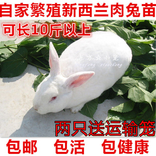 家养兔子活体月月兔小白兔活物兔新西兰黑花大型肉兔兔苗宠物兔
