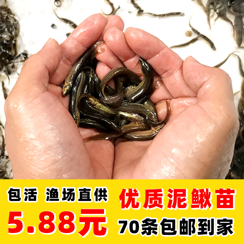 台湾泥鳅苗泥鳅鲜活小泥鳅苗宠物鱼龙鱼乌龟筏钓小鱼活体饲料