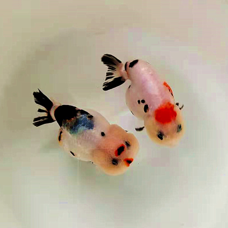 潘氏小尾奶牛精品兰寿金鱼苗观赏鱼