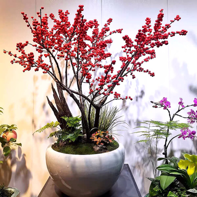 进口北美冬青盆栽红果庭院室内客厅耐寒植物树苗