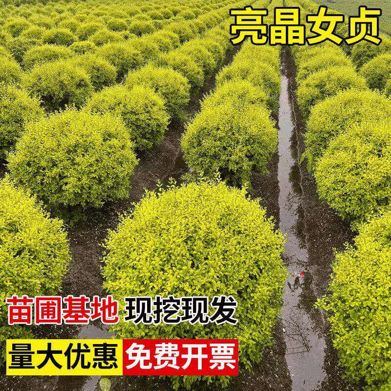 亮晶女贞树苗小叶亮金女贞球形盆栽庭院绿化耐寒棒棒糖造型植物