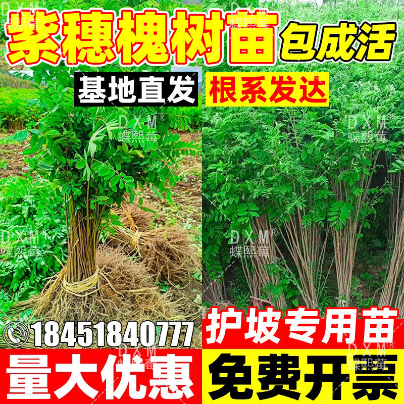 紫穗槐树苗国槐刺槐防耐寒耐旱防沙固土高速路荒山矿山复绿绿化苗