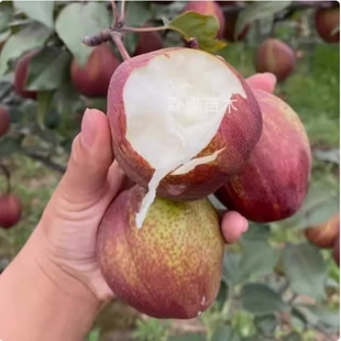 嫁接早酥红梨树苗特大彩虹梨树果苗脆甜红梨南方北方庭院盆栽地栽