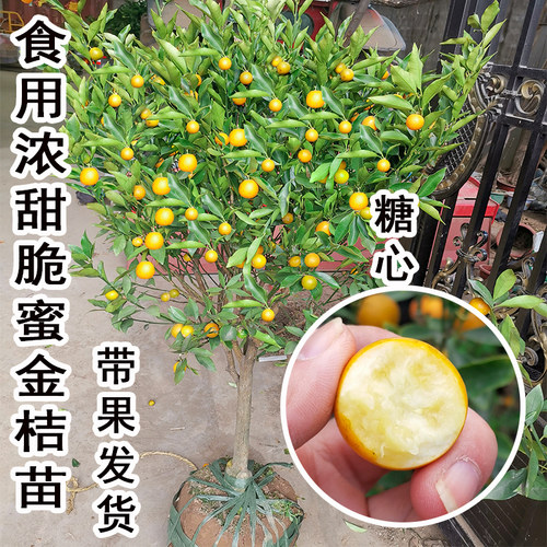 带果纯甜食用脆蜜金桔树苗