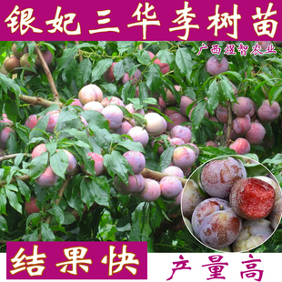 钱排银妃三华李果树苗早熟三月李米李子青李树苗南方种植当年结果