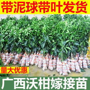 广西武鸣沃柑树苗正宗091无核无籽柑橘苗桔子橘子果树水果苗南方