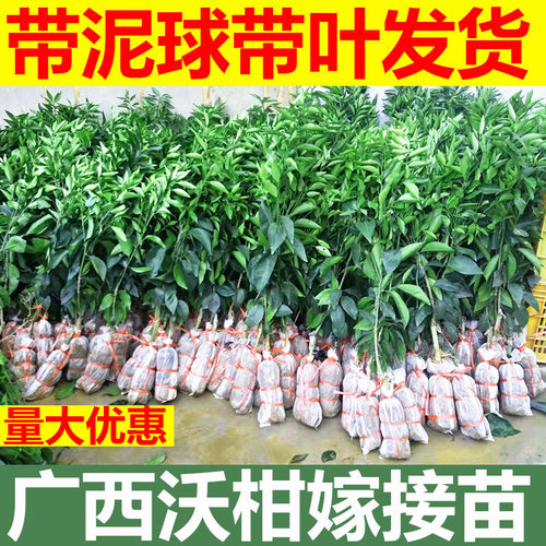 广西武鸣沃柑树苗正宗091