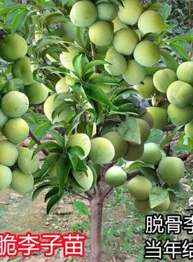巫山脆李子树苗新品种南方