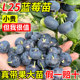 蓝莓树果苗盆栽带果带花苞蓝梅苗地栽南方北方种植L25特大号果树