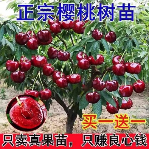 嫁接樱桃苗树车厘子当年结