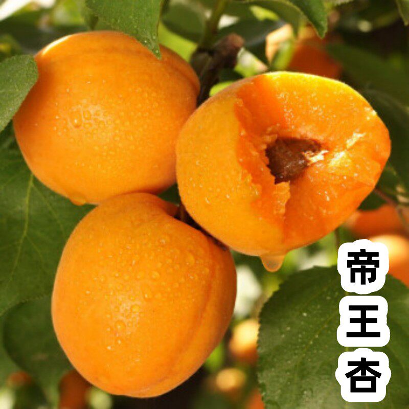 杏树果苗嫁接甜大果帝王杏苗杏子苗树杏树活苗大树南北方果树果苗
