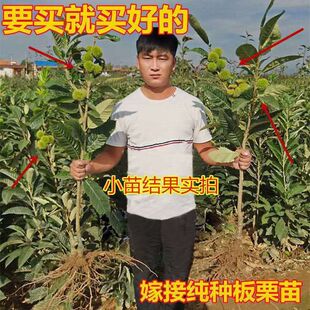 板栗树苗嫁接优质迁西板栗苗树庭院阳台种植南方北方种植当年结果
