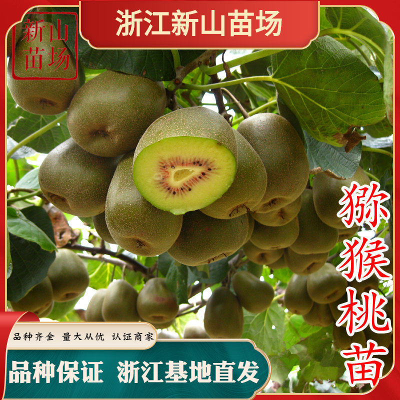 猕猴桃树苗红心室内盆栽地栽南北方栽种爬藤黄心猕猴桃苗当年结果