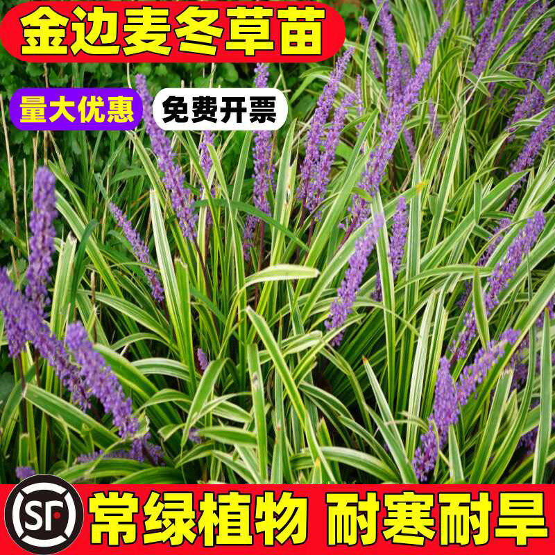 金边麦冬玉龙草阔叶苗庭院绿化四季常青耐寒耐阴植物矮麦冬玉龙草