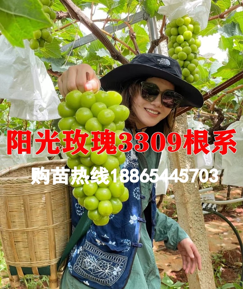 半岛农业-阳光玫瑰葡萄3309砧木嫁接苗