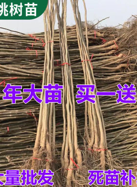 核桃树苗嫁接果薄皮纸南北
