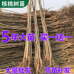 核桃树苗嫁接果树苗薄皮纸皮核桃苗南北方种植当年结果核桃树果苗