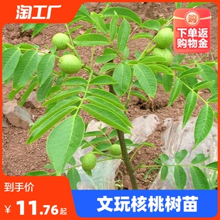 文玩核桃树苗麻核桃蛤蟆头门墩四座楼白狮子头宫灯三棱苗当年结果