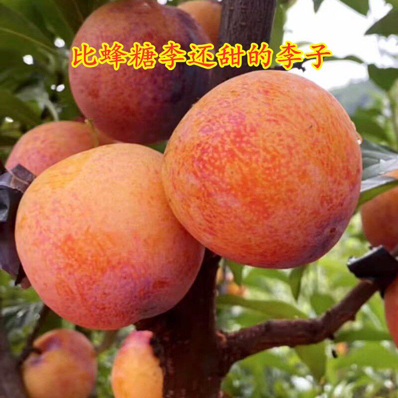 新品种李子树苗嫁接特大脆甜大红袍李子苗产量高易活南北方种植