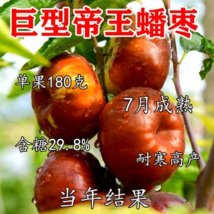 枣树活苗新品种特大帝王蟠枣树苗南北方四季种植果树树苗当年结果