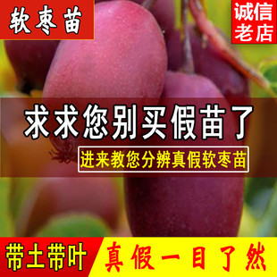 软枣猕猴桃苗自花授粉南北方种植盆栽地栽当年结果红心猕猴桃树苗