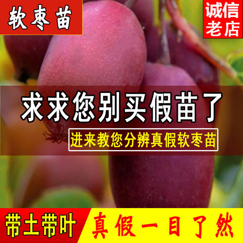 软枣猕猴桃苗自花授粉南北