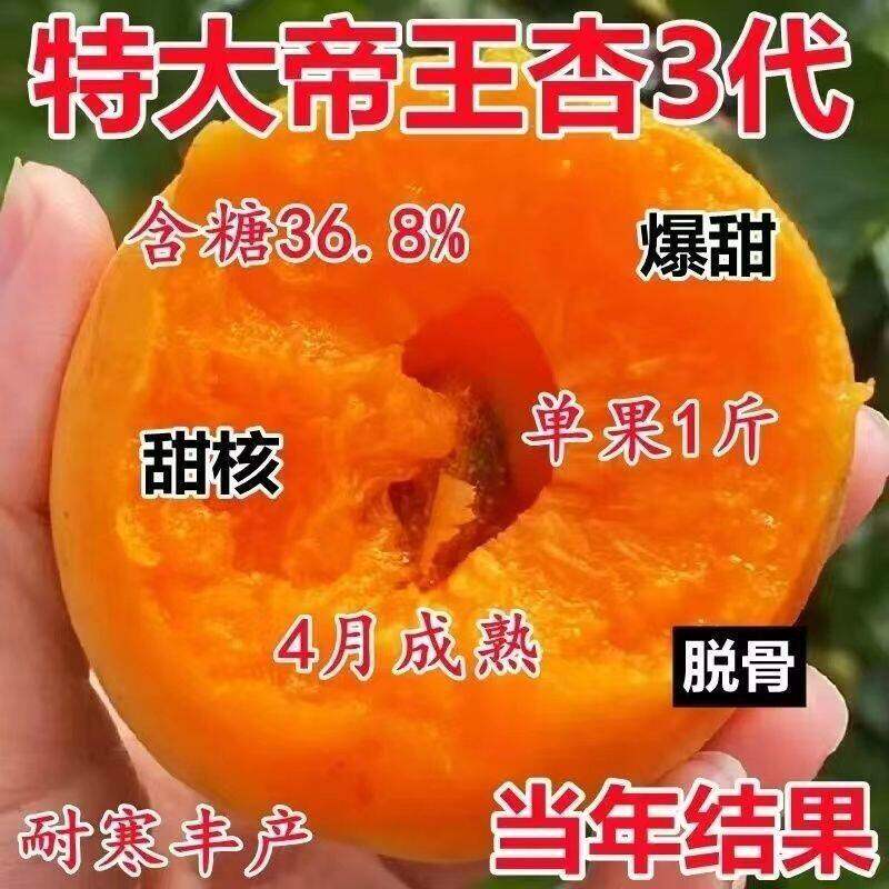 杏树苗嫁接新品种巨蜜红太阳杏超甜特大帝王南北种植沙金红杏耐寒