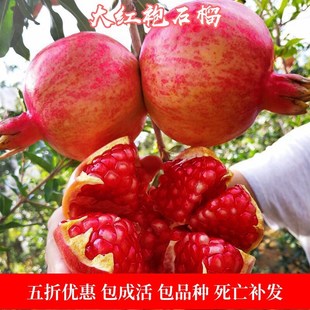 嫁接大红袍软籽石榴苗盆栽地栽石榴树苗果树苗南北方种植当年结果