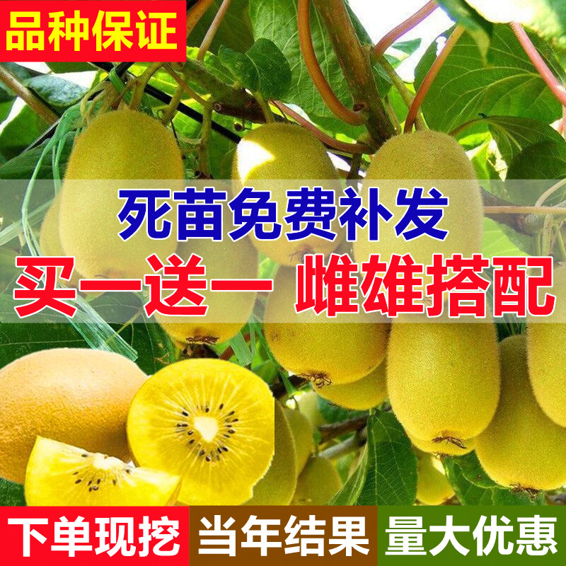 红心猕猴桃树果苗当年结奇