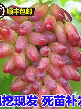 红色马奶提子苗葡萄树南北方种植盆地栽红乳葡萄树苗无籽提子树苖