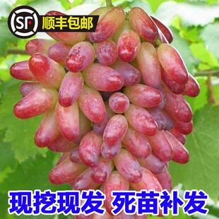红色马奶提子苗葡萄树南北方种植盆地栽红乳葡萄树苗无籽提子树苖