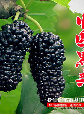桑树苗无籽大十葚莓地栽盆果