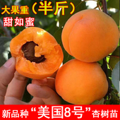 嫁接美国八号杏树苗早熟特大甜如蜜8号杏子苗种植当年结果果树苗