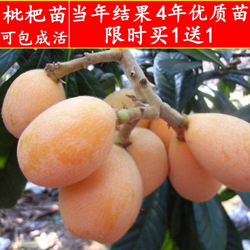 大五星枇杷果苗盆栽地嫁接树
