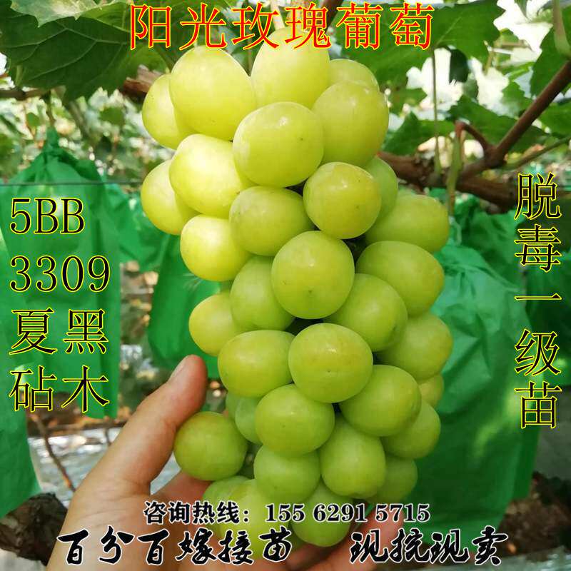 嫁接阳光玫瑰葡萄树苖3309夏黑5bb砧木无籽大果粒青提苗 北南方种