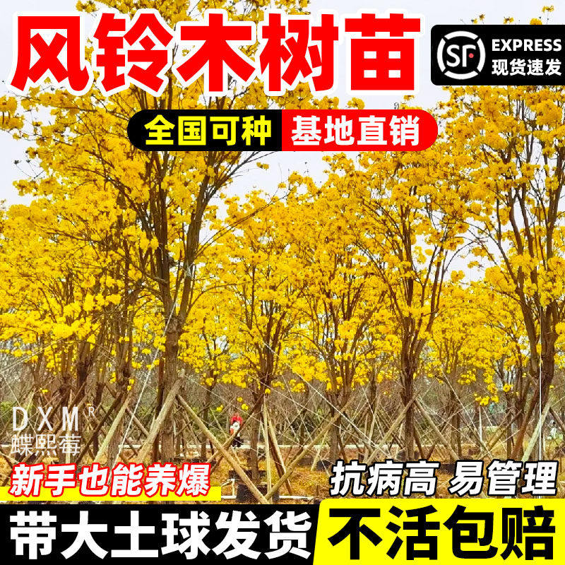 黄花风铃木树苗庭别墅院观花风景树多花风铃树木小苗红花紫花品种