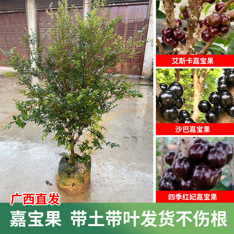 正宗嘉宝果树苗葡萄四季早