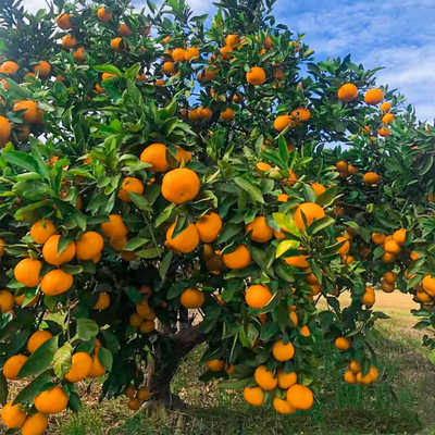 浙江黄岩无核蜜桔苗嫁接早