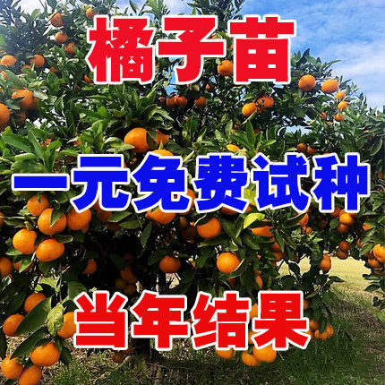 嫁接无籽无核沙塘桔子苗橘子树苗盆栽地载南方北方种植当年结果苗