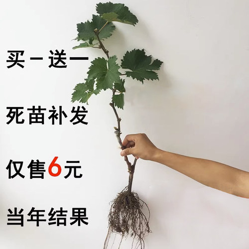 嫁接巨峰葡萄树苗当年结果南