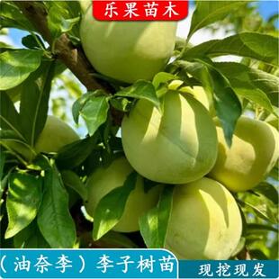 嫁接李子苗 黄金奈李苗 青奈李 油奈李子树苗 南方种植当年结果