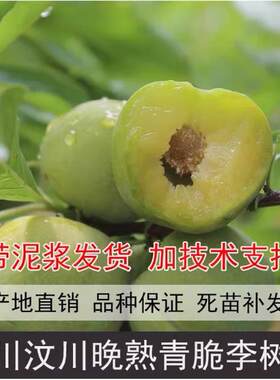 四川脱骨青脆李子苗水果树