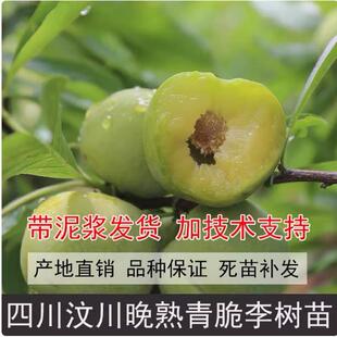 四川脱骨青脆李子苗水果树果苗晚熟脆红嫁接蜂糖李子树苗南方种植