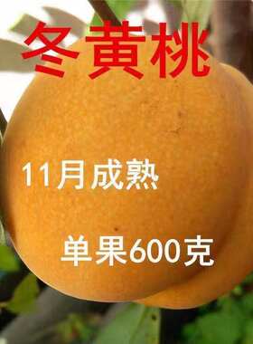 晚熟黄桃树苗活新品种嫁