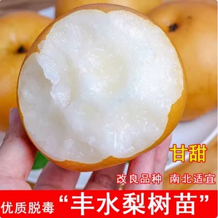 嫁接特大脆梨树苗丰水梨苗当年结果树苗盆栽地栽庭院南方北方种植