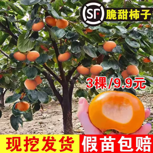 柿子苗树脆甜无核特大庭院地