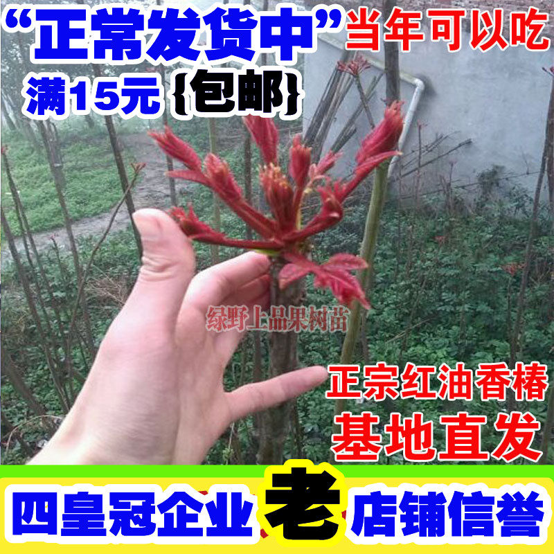 食用香椿苗树红油香椿苗四季椿芽菜南北方大棚种植盆栽地栽水果苗
