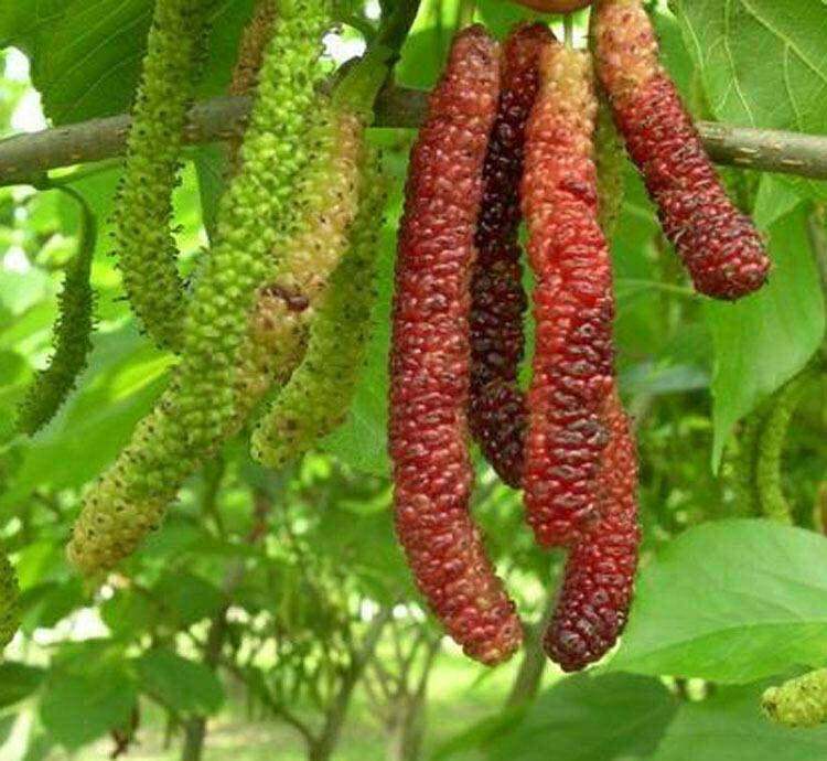 桑葚树苗当年结果食用 长果桑 无籽南方北方四季种植庭院盆栽地栽