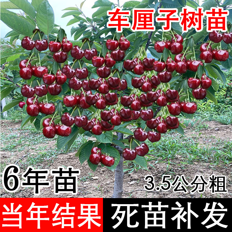 正宗车厘子树苗特大樱桃苖