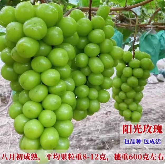 嫁接阳光玫瑰葡萄树苖309